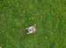 Beautiful little jrt dog last one