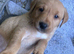 Exceptional Casey registered Labrador puppies 8 weeks
