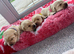 Golden&Yellow Kc registered Labrador Retrievers