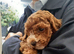 COCKAPOO PUPPYS FOR SALE F1B