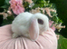 Mini lops