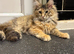 Active female Maine coon