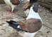 4 young mondena pigeons