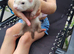 Ferrets for sale
