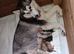 Exceptional siberian husky puppies