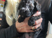 5 Jackapoo puppies all boys