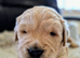 Golden retriever puppies