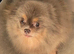 KC reg Pastel Lilac and tan female pomeranian