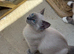 loving ragdoll kitten