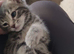 Gorgeous Tabby kittens 9 weeks