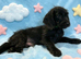 Labradoodle puppies