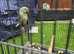 Make indian ringneck