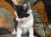 Beautiful mainecoon X British short haired kittens