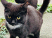British longhair cats