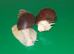 JADE GIANT AFRICAN LAND SNAILS