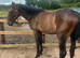 Barry rising 4yr old gelding