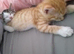 2 male 15 week old kittens