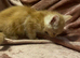Mainecoon cross kittens