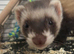 ferret