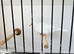 Zebra finches