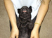 Cane corso puppies