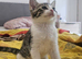 Adorable female kitten