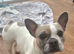 Stunning french bulldog