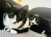 2 female kitten