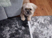 Shihtzu
