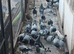 Stock racing pigeons