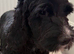 Cockapoo puppies