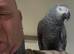 African grey