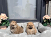 Gorgeous Russian Teddy bear Pomeranian puppies