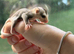 Sugar glider joeys ready to reserve