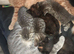 Grey tabby tortie kittens