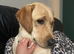 Barney 11month old lab