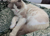 Pure ragdoll cats