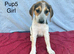 Beautiful beagle puppies for sale