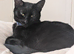 Cat needing a home