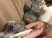 Hand reared Congo African grey
