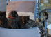 Fluffy Adorable Kittens