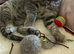 Beautiful Ragdoll cross British Shorthair
