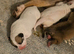 American bulldog/xl bulldog puppies