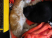 Kittens for sale