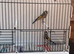 Males goldfinches available