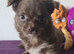 CHOCO & BLUE  Fluffy Babies Looking for a 5★ Home!