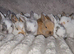 Beautiful baby lop bunnies