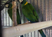 Pair of yellow collared macaws