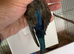 Blackface back wing violet hen