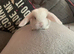 REW French lop doe. Ready 30th October